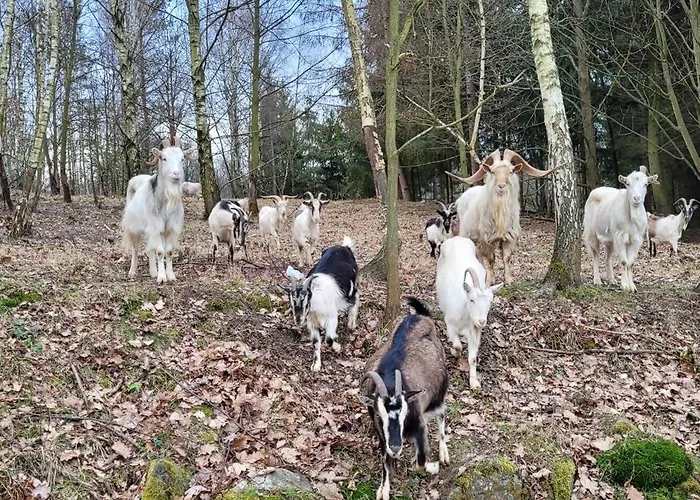 Sulidom Sulistrowice